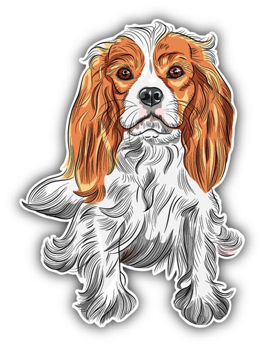 Cavalier king charles spaniel - king,