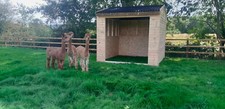 single horse alpaca mobile field shelter 10' x 10' Rht Hunter with wooden skids