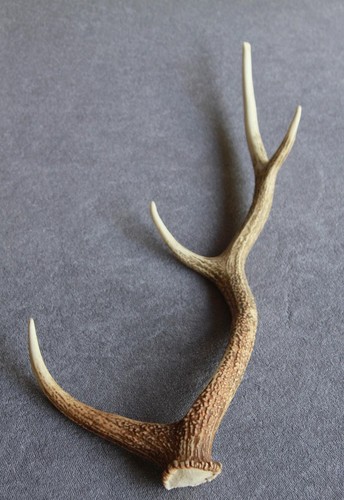 Sika deer antler naturally - sika,