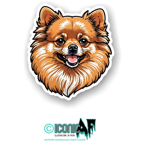 Pomeranian pet puppy dog - pet,