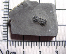 Cambrian Itagnostus Peronopsis