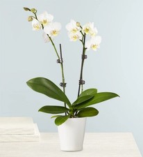 2 x Mini Phalaenopsis White