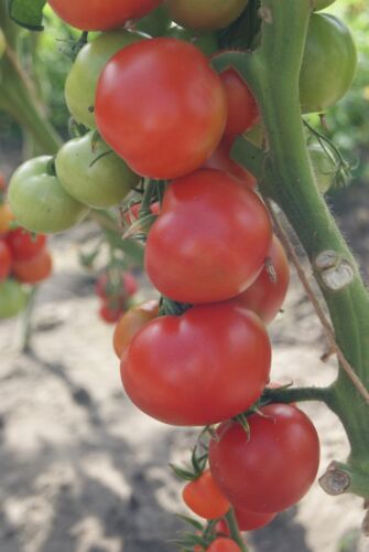 Tomato moneymaker 200 - tomato,