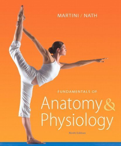 Fundamentals anatomy - fundamentals,