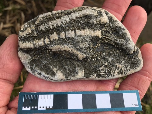 Crinoid plate from charmouth - plate,