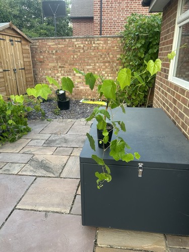 Lakemont seedless grape vines - lakemont,