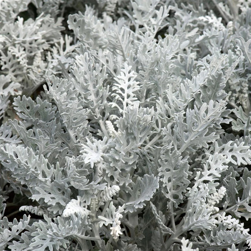 Silver leaf dusty - silver, miller