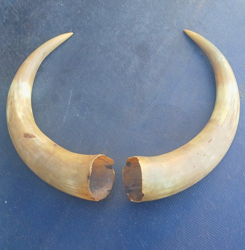 Pair vintage bull horns - of,