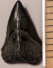 🦈 Shark Tooth Authentic