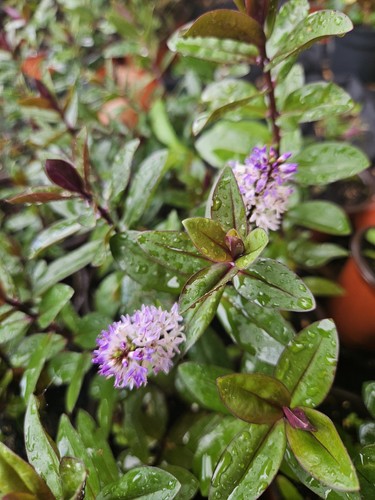 Shiraz hebe evergreen - x,