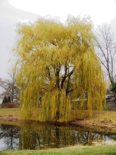 Golden weeping willow salix - willow,