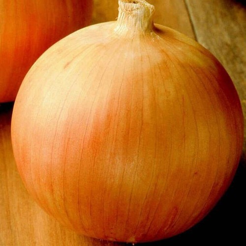 Sweet spanish onion 100 - onion,