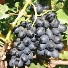 KISHMISH ATTIKA GRAPE VINE- 5