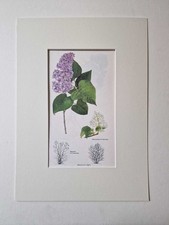 MATOUSOVA Lilac - Mounted