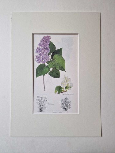 Matousova lilac mounted - lilac,