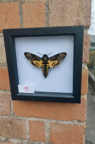 Death head moth - moth, box