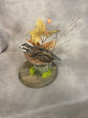 Bobwhite quail taxidermy