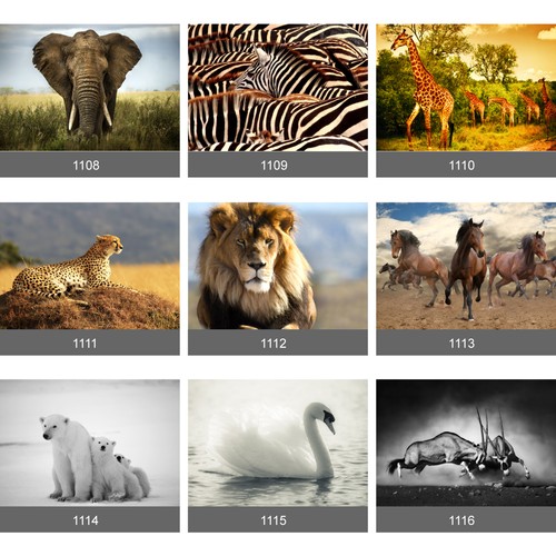 Wall mural african safari - wall,