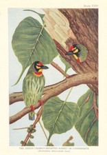 Indian Crimson-Breasted Barbet or Coppersmith (Xantholaema haemacephala) 1936