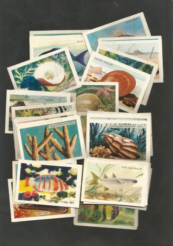 1959 shell project cards - 1959,
