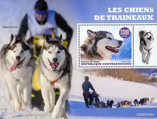 Sled dogs husky malamute - dogs,