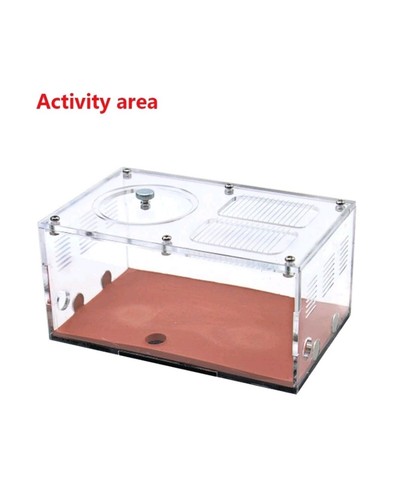 Ant farm outworld - ant,