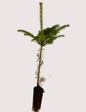 3 Fraser Fir Trees - Abies