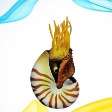  Decorative Seashells Tank Ornament Fish Decoration Aquarium Décor