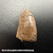 Genuine raptor dinosaur tooth