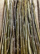  Willow Cuttings - Hybrid