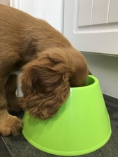 Two Green Spaniel Cocker