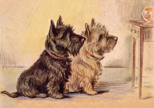 Cairn scottish terrier dog - &,