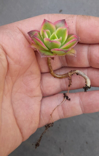 Aeonum kiwi plant - plant, head
