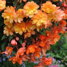 Begonia Bulbs Flower Garden