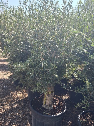 Olive tree standard - olive,