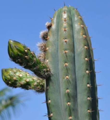 100 seeds echinopsis - 100, 1'