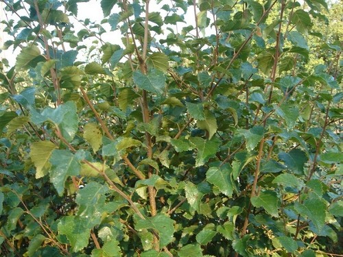 Young downy silver birch - downy,