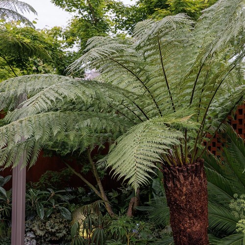 Tree fern dicksonia - tree, antarctica