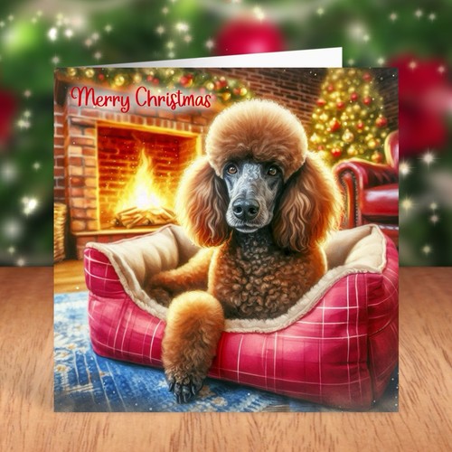 Standard poodle dog - poodle, christmas