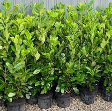 20 x 5-6ft Potted Cherry Laurel Hedge Plants XL BUSHY