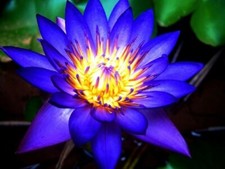 1 blue Water Lily Aquatic
