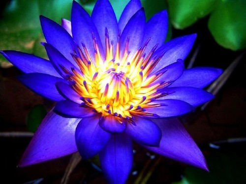 Blue water lily - 1, aquatic