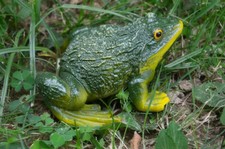 Toad or Frog Highly Detailed