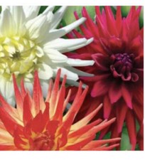 30 x  DAHLIA CACTUS “EVELINA ” MIX SEEDS. 80-100 Cm