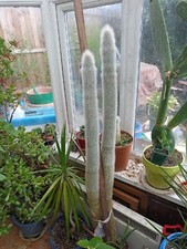Large cactus & suculant plants