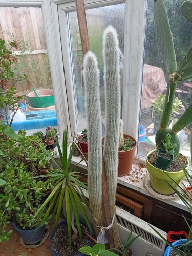 Large cactus suculant plants - cactus,