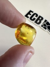 Baltic Amber With Mosquito