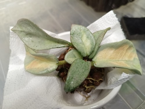 Hoya argentea princess - princess, rooted