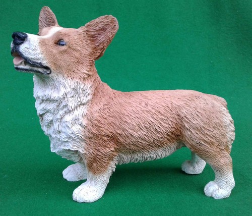 Castagna welsh corgi - castagna, (italy)