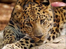 Nature Animal Leopard Spot Cat